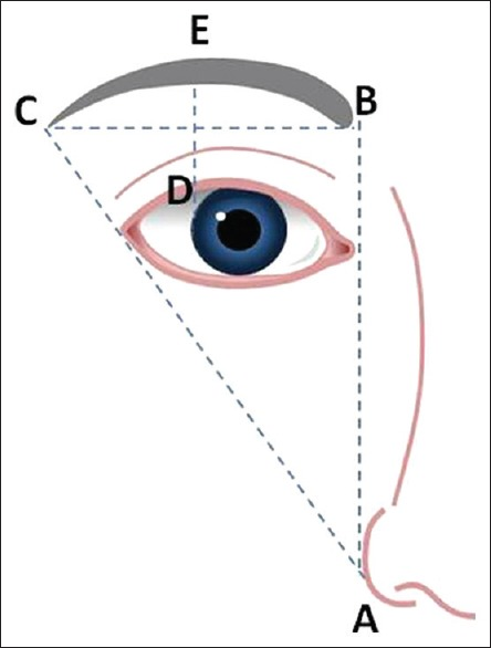 眉型美觀需符合三部位位置比例：眉頭、眉峰、眉尾